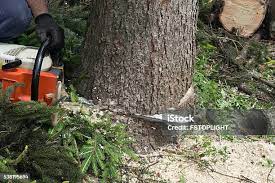 Trusted Bangor Base, WA Tree Care Experts