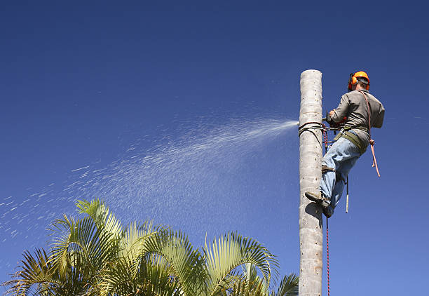 Best Commercial Tree Services  in Bangor Base, WA