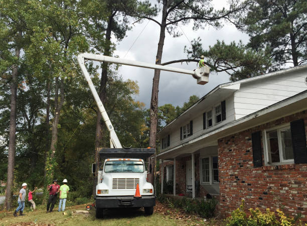 Best Fruit Tree Pruning  in Bangor Base, WA