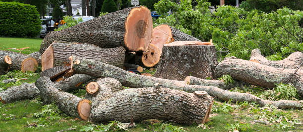 How Our Tree Care Process Works  in  Bangor Base, WA