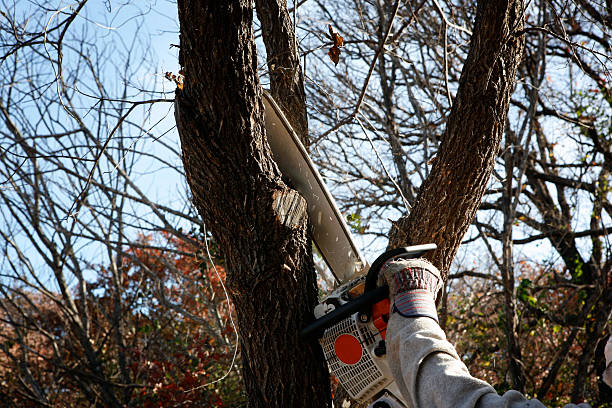 Best Lawn Watering Services  in Bangor Base, WA