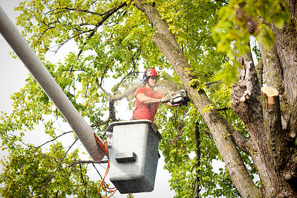 Leaf Removal in Bangor Base, WA